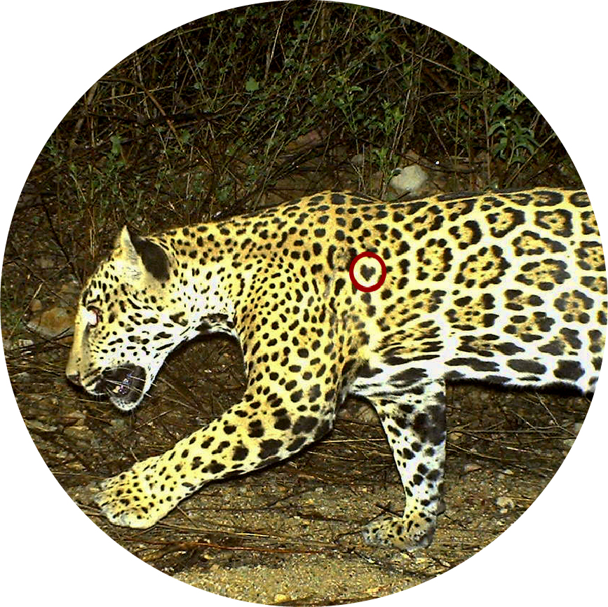 Corazón