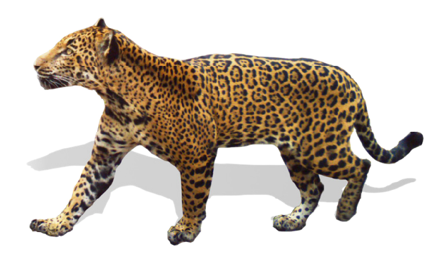 The Jaguar Freeway, Science