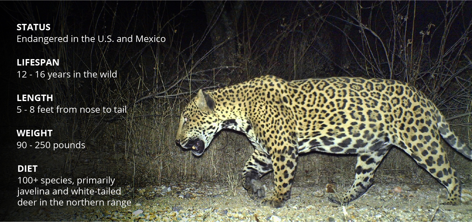 The Jaguar Freeway, Science